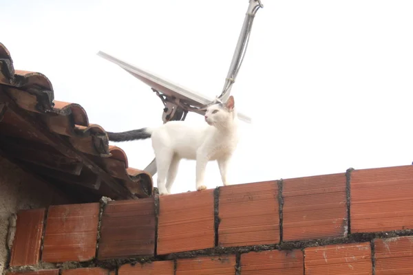 Gato Branco Engraçado Cerca — Fotografia de Stock