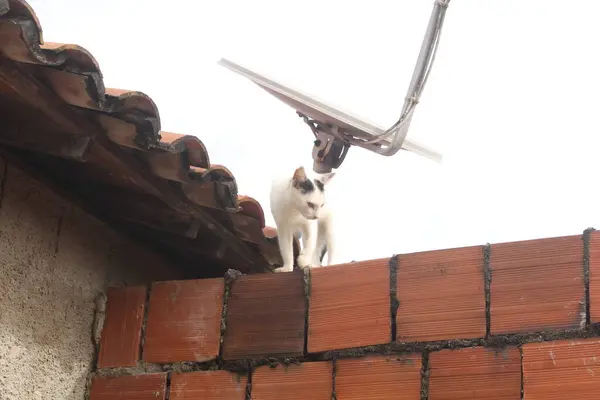 Gato Branco Engraçado Cerca — Fotografia de Stock