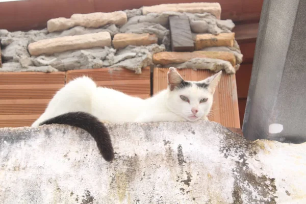 Funny White Cat Fence — Stock Photo, Image