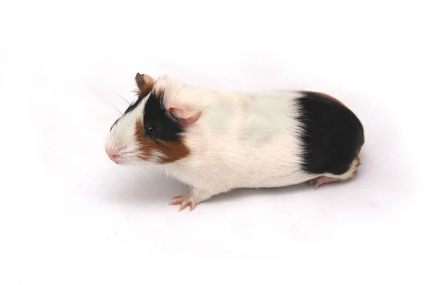 Pet Guinea Pig Looks White Background — 스톡 사진