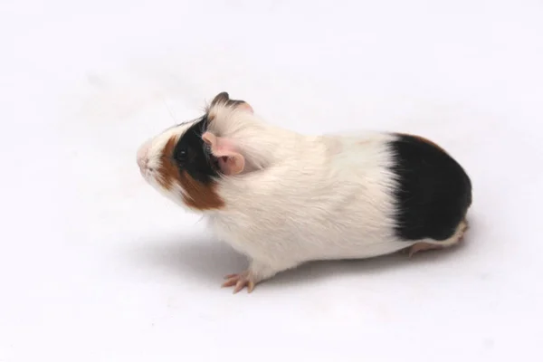 Pet Guinea Pig Looks White Background — 스톡 사진