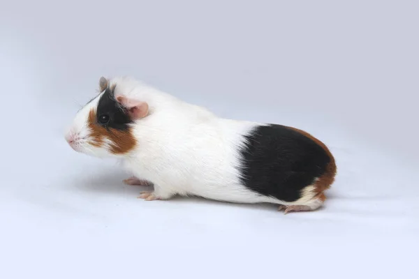 宠物豚鼠看着白色的背景 — 图库照片