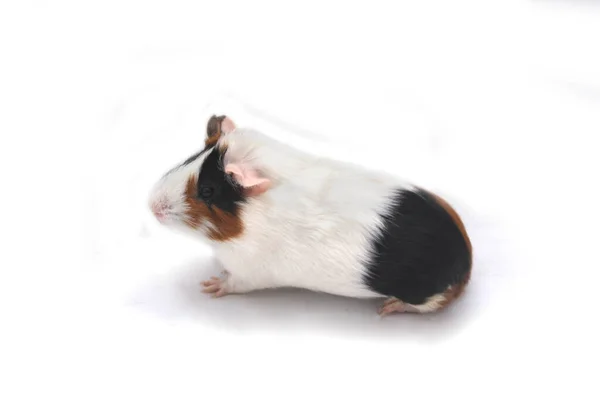 Pet Guinea Pig Looks White Background — 스톡 사진