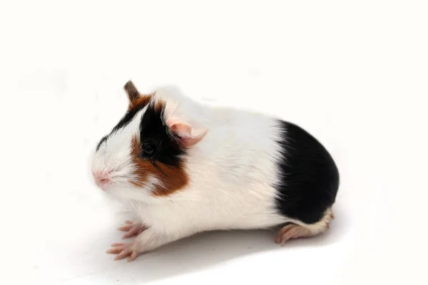 Pet Guinea Pig Looks White Background — 스톡 사진