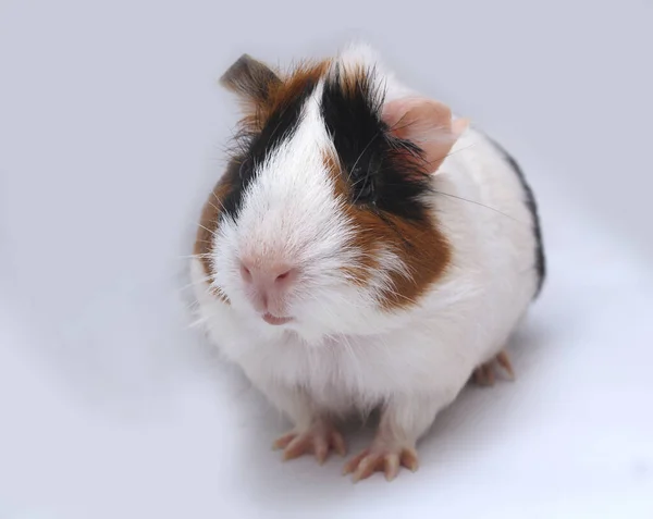 Pet Guinea Pig Looks White Background — 스톡 사진