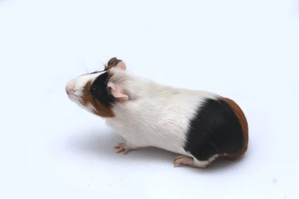 Pet Guinea Pig Looks White Background — 스톡 사진