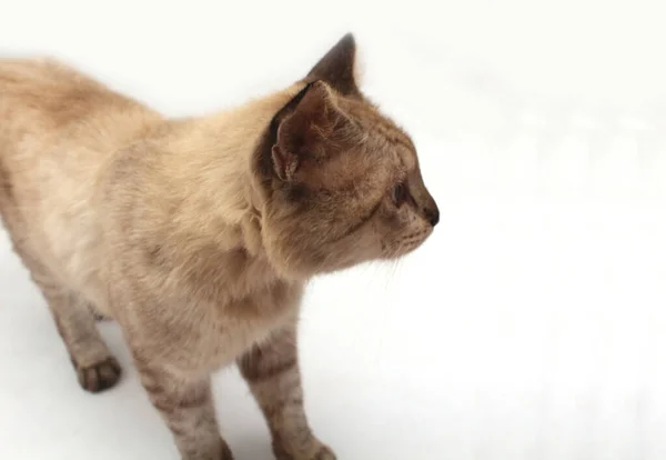 Rolig Katt Isolerad Vit Bakgrund — Stockfoto