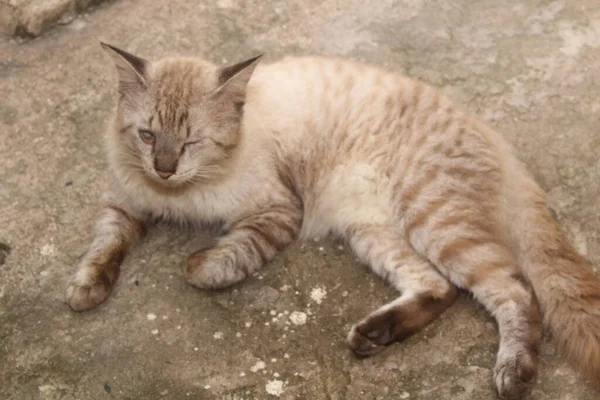 Porträt Blauer Augen Lustige Katze — Stockfoto