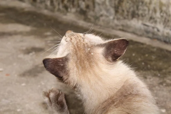 Ritratto Occhi Blu Divertente Gatto — Foto Stock