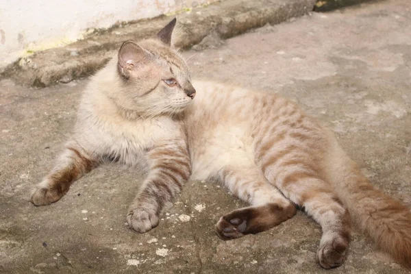 蓝眼睛的肖像可笑的猫 — 图库照片