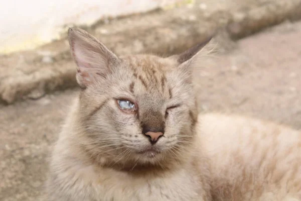 Retrato Ojos Azules Gato Divertido — Foto de Stock