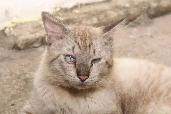 Retrato Ojos Azules Gato Divertido — Foto de Stock