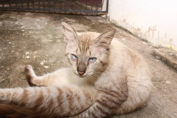 Retrato Olhos Azuis Gato Engraçado — Fotografia de Stock