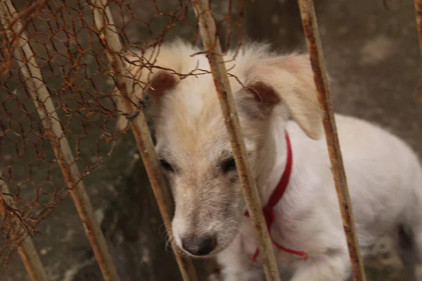 Sad Puppy Dog Looking Gate — Stock Photo, Image