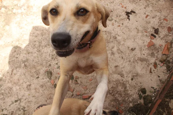Boş Alanda Oynayan Komik Köpeklerin Portresi — Stok fotoğraf