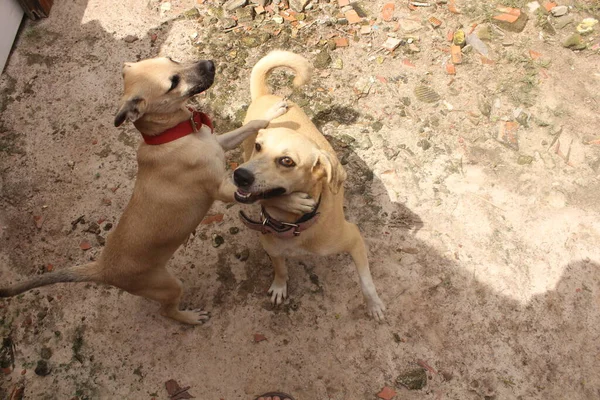 Boş Alanda Oynayan Komik Köpeklerin Portresi — Stok fotoğraf