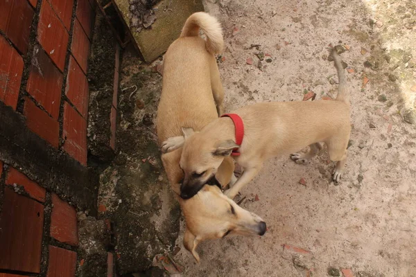 Retrato Perros Divertidos Jugando Espacio Libre — Foto de Stock