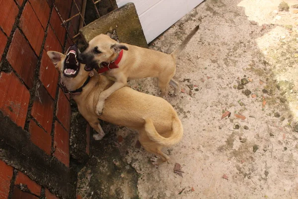 Retrato Perros Divertidos Jugando Espacio Libre — Foto de Stock