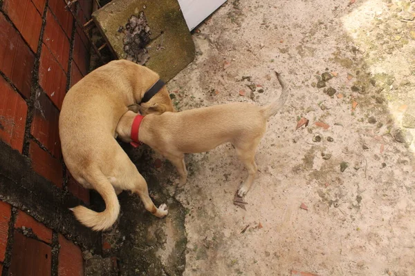 Retrato Perros Divertidos Jugando Espacio Libre — Foto de Stock