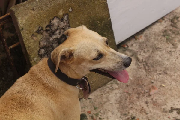 Ritratto Cani Divertenti Che Giocano Nello Spazio Libero — Foto Stock