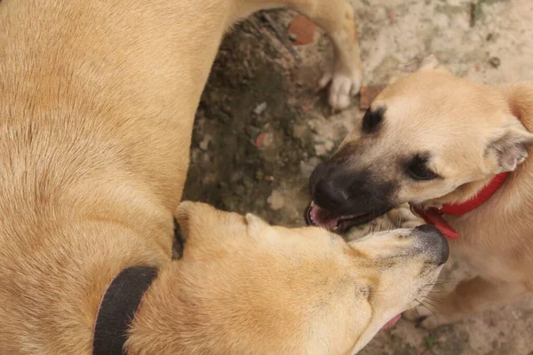 Boş Alanda Oynayan Komik Köpeklerin Portresi — Stok fotoğraf