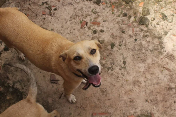 Boş Alanda Oynayan Komik Köpeklerin Portresi — Stok fotoğraf