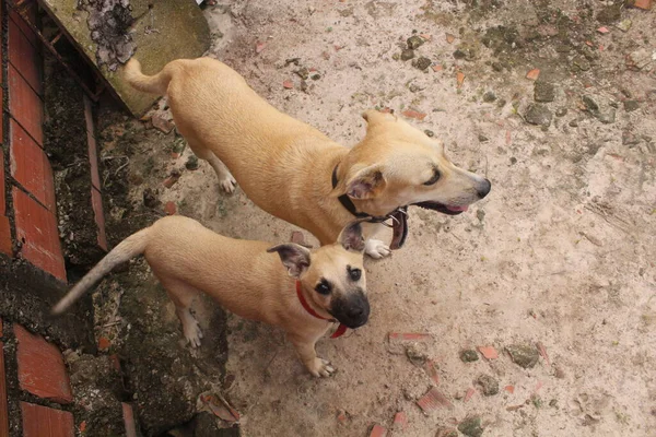 Retrato Perros Divertidos Jugando Espacio Libre — Foto de Stock