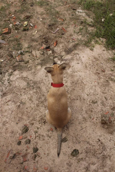 Portrait Chiens Drôles Jouant Dans Espace Libre — Photo