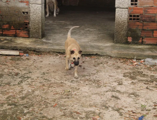 Boş Alanda Oynayan Komik Köpeklerin Portresi — Stok fotoğraf