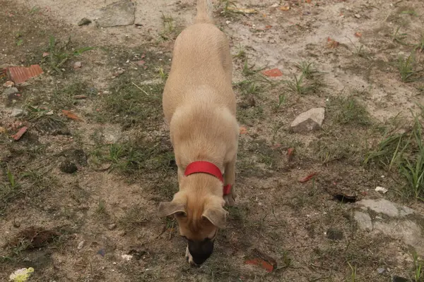 Boş Alanda Oynayan Komik Köpeklerin Portresi — Stok fotoğraf