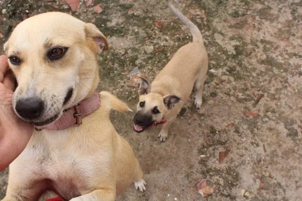 Boş Alanda Oynayan Komik Köpeklerin Portresi — Stok fotoğraf