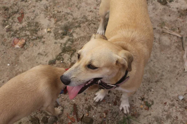 Boş Alanda Oynayan Komik Köpeklerin Portresi — Stok fotoğraf