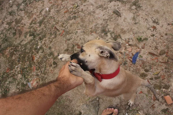 Retrato Perros Divertidos Jugando Espacio Libre — Foto de Stock