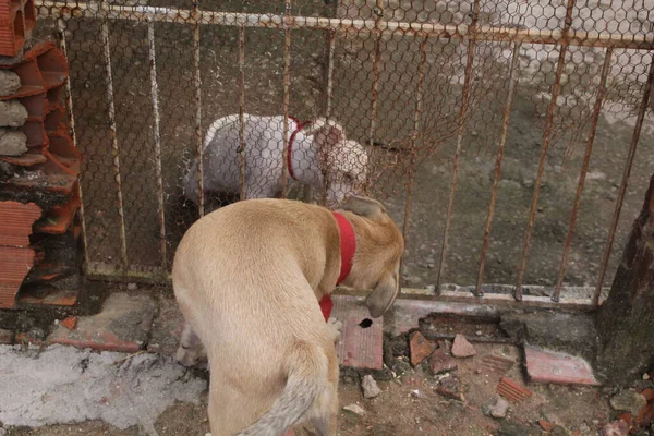 Boş Alanda Oynayan Komik Köpeklerin Portresi — Stok fotoğraf