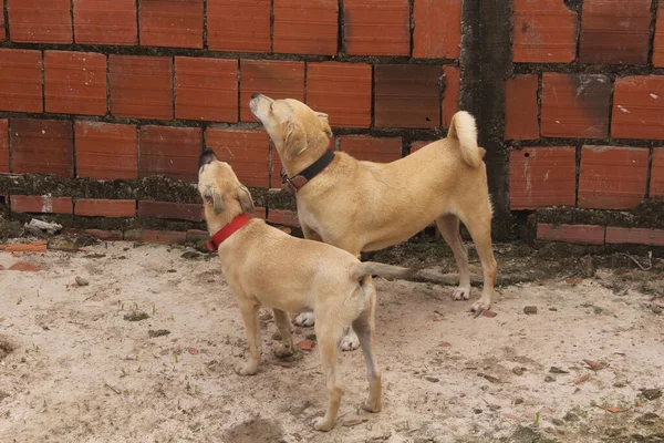 Retrato Perros Divertidos Jugando Espacio Libre — Foto de Stock