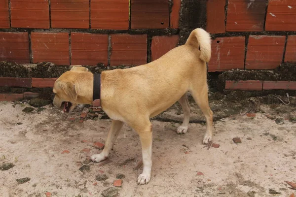 Retrato Perros Divertidos Jugando Espacio Libre — Foto de Stock