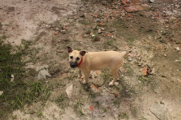 Porträt Lustiger Hunde Die Freien Raum Spielen — Stockfoto