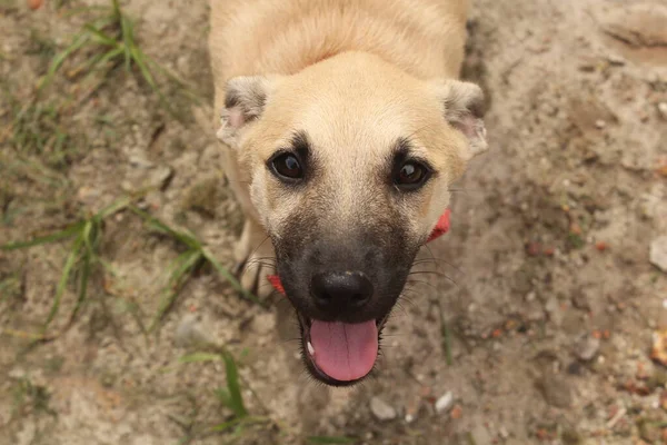 Boş Alanda Oynayan Komik Köpeklerin Portresi — Stok fotoğraf