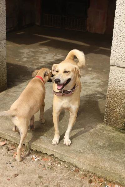 Portrait Funny Dogs Playing Free Space — Stock Photo, Image