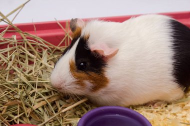 Evinde bir sürü yiyecek, su ve samanla beyaz arka planda izole edilmiş şirin bir kobay var..