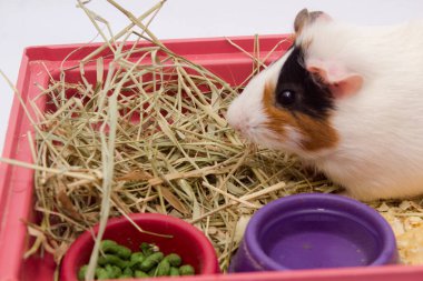 Evinde bir sürü yiyecek, su ve samanla beyaz arka planda izole edilmiş şirin bir kobay var..
