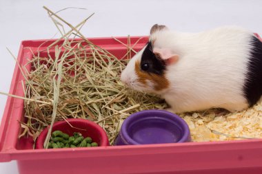 Evinde bir sürü yiyecek, su ve samanla beyaz arka planda izole edilmiş şirin bir kobay var..