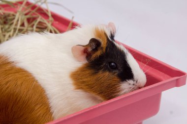 Evinde bir sürü yiyecek, su ve samanla beyaz arka planda izole edilmiş şirin bir kobay var..