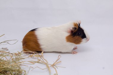 Beyaz arka planda izole edilmiş şirin kobay faresi..