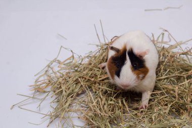 Beyaz arka planda çok samanlı şirin bir kobay..