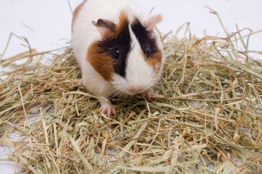 Beyaz arka planda çok samanlı şirin bir kobay..
