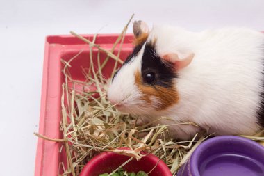 Evinde bir sürü yiyecek, su ve samanla beyaz arka planda izole edilmiş şirin bir kobay var..