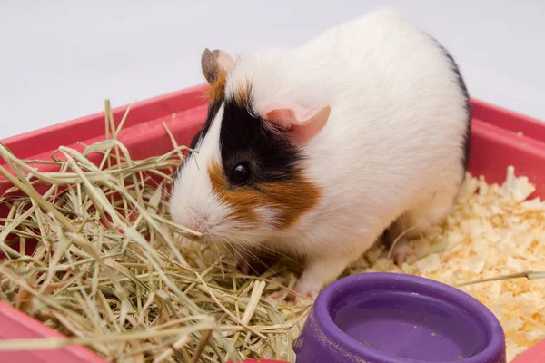 Cute Guinea Pig Your Home Lots Food Water Hay Isolated — Stock Photo, Image