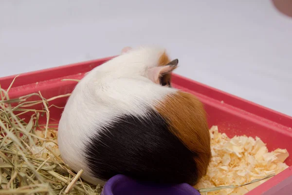 Cute Guinea Pig Your Home Lots Food Water Hay Isolated — Stock Photo, Image
