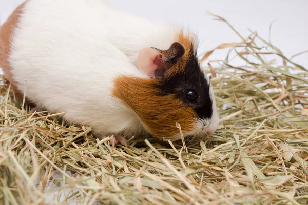 Beyaz arka planda çok samanlı şirin bir kobay..